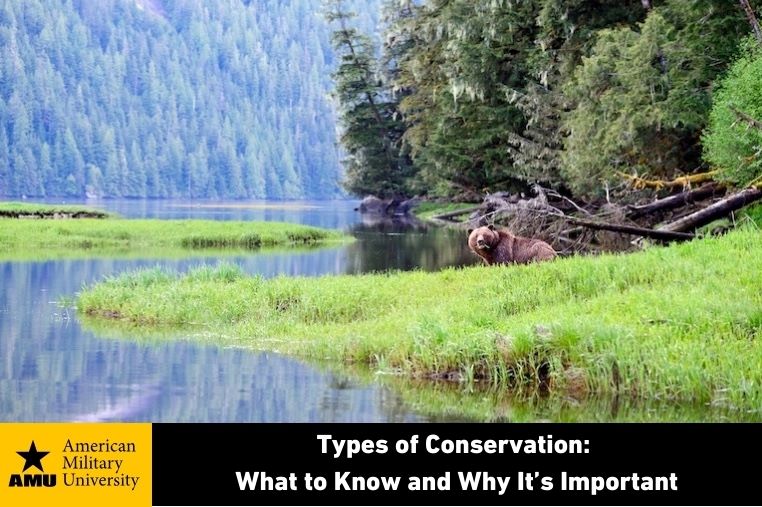 types of conservation grizzly bear near water