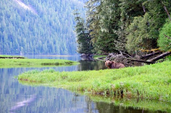 types of conservation grizzly bear near river