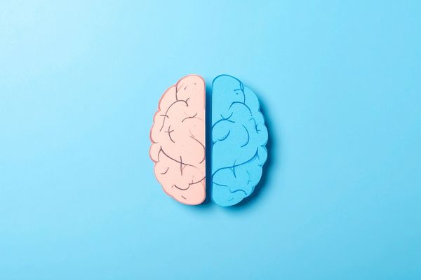 illustration of human brain