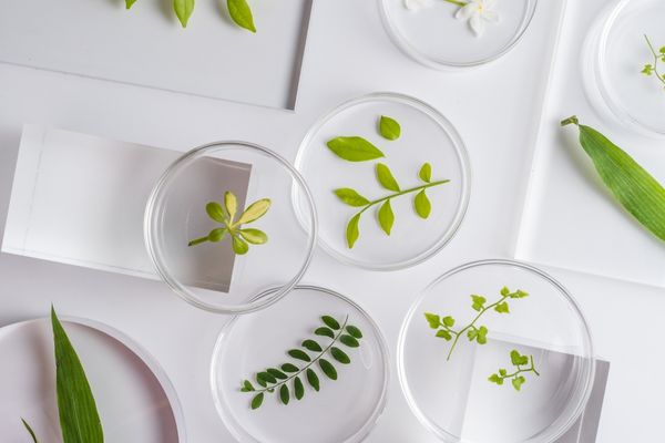 environmental science depicted by plants in petri dishes