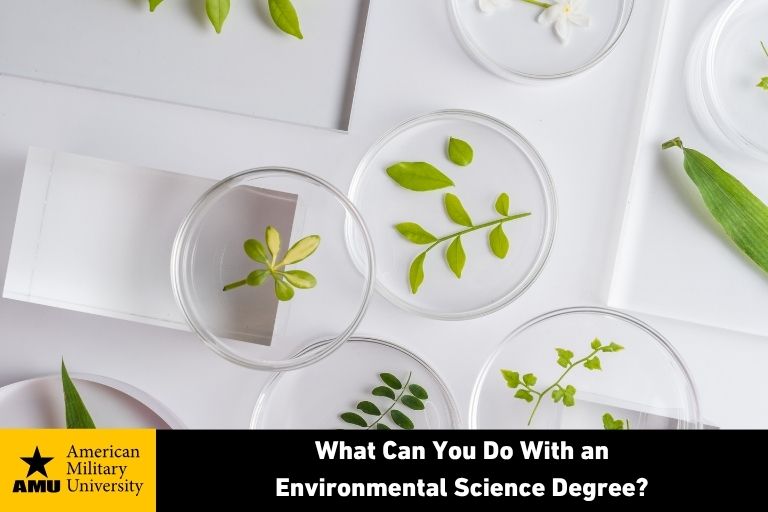 what-can-you-do-with-an-environmental-science-degree environmental science depicted by plants in petri dishes