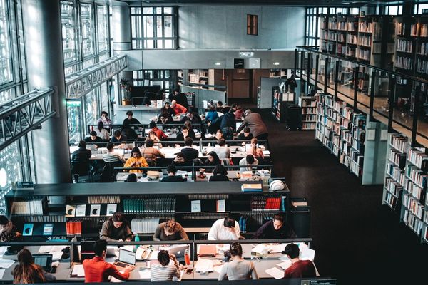 what is a sociology degree