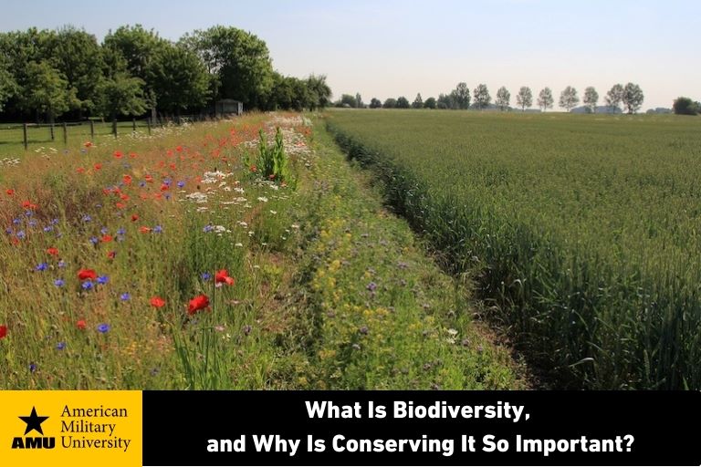 what-is-biodiversity biodiversity field of flowers